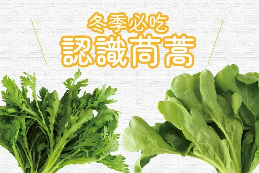 山茼蒿怎麼分辨 山茼蒿怎麼分辨