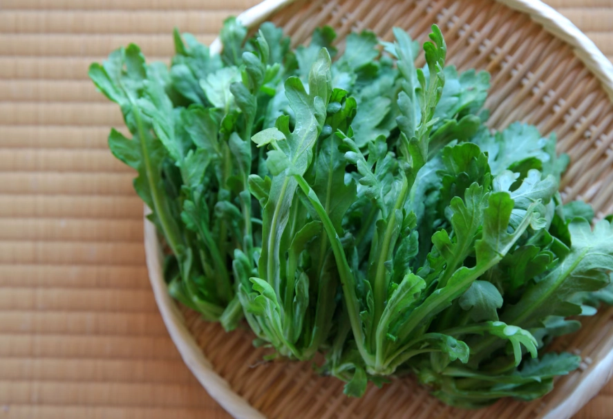 昭和草 昭和草