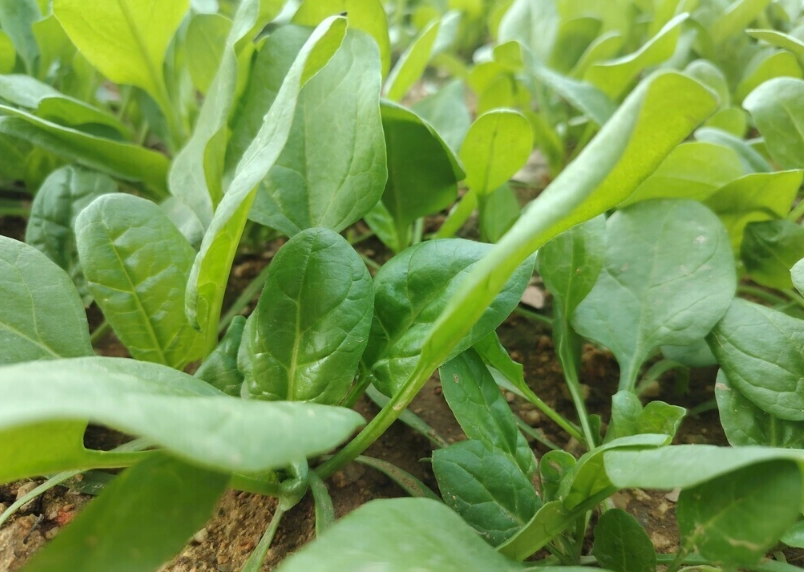 菠菜苗料理 菠菜苗料理