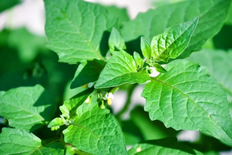 烏甜仔菜 烏甜仔菜