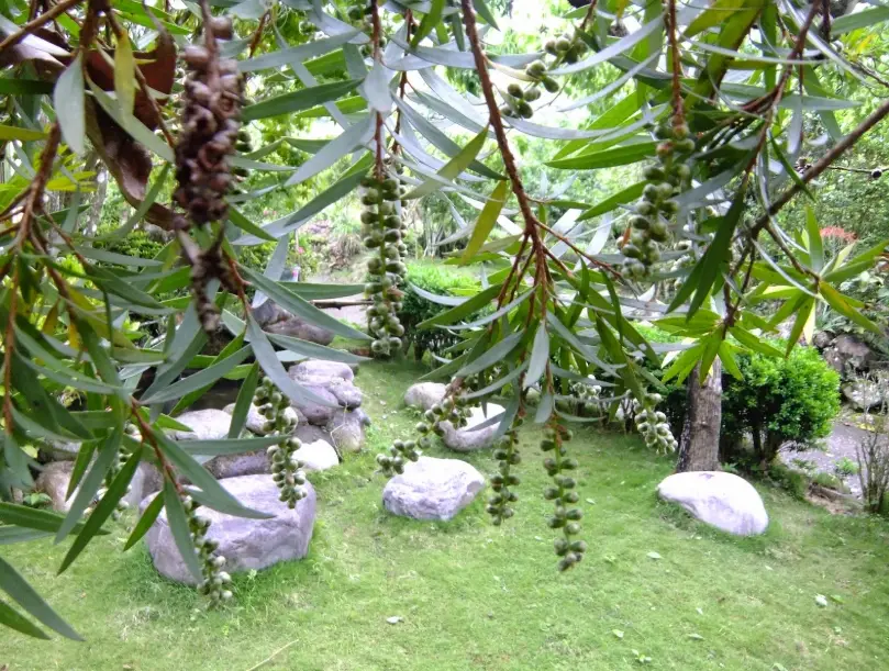金錢草茶功效 金錢草茶功效