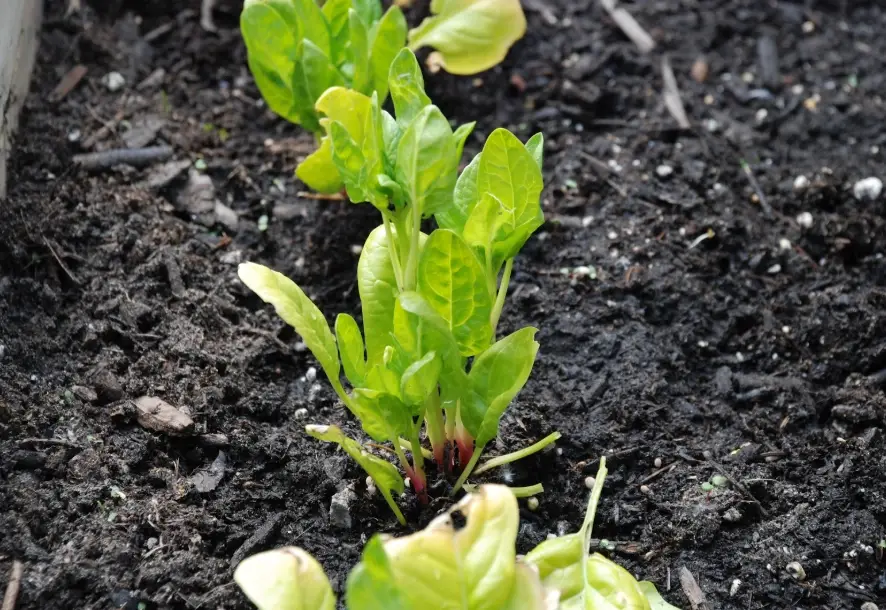 菠菜採種方法 菠菜採種方法