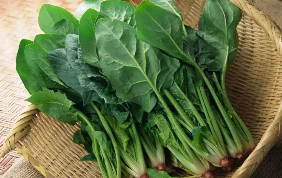 菠菜種植 菠菜種植