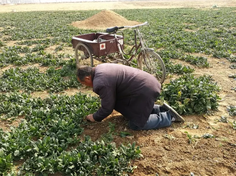 菠菜種植 菠菜種植