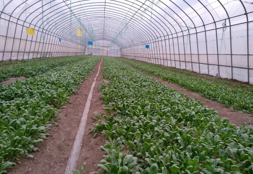 菠菜催芽方法