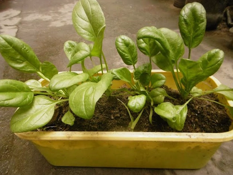 菠菜採種方法 菠菜採種方法