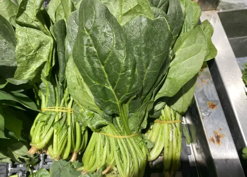 菠菜催芽 菠菜催芽