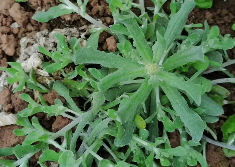 鼠麴草草仔粿 鼠麴草草仔粿