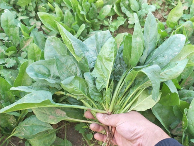 菠菜種植方法 菠菜種植方法