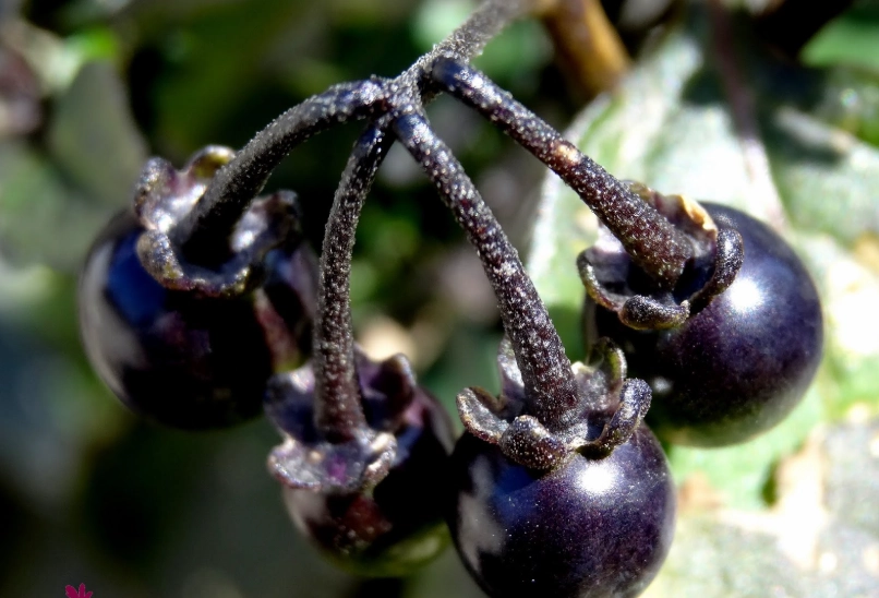 黑甜菜種植 黑甜菜種植