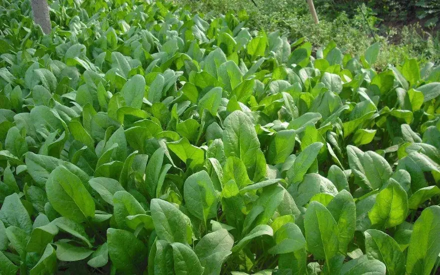 菠菜種植方法 菠菜種植方法