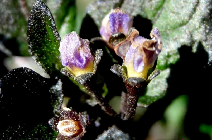 黑甜菜種植 黑甜菜種植