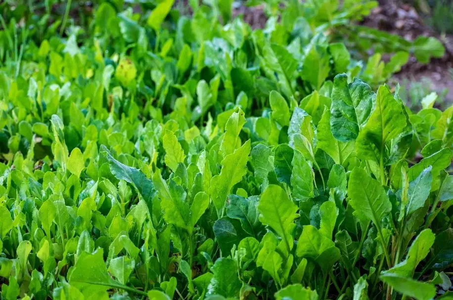 菠菜種植方法 菠菜種植方法