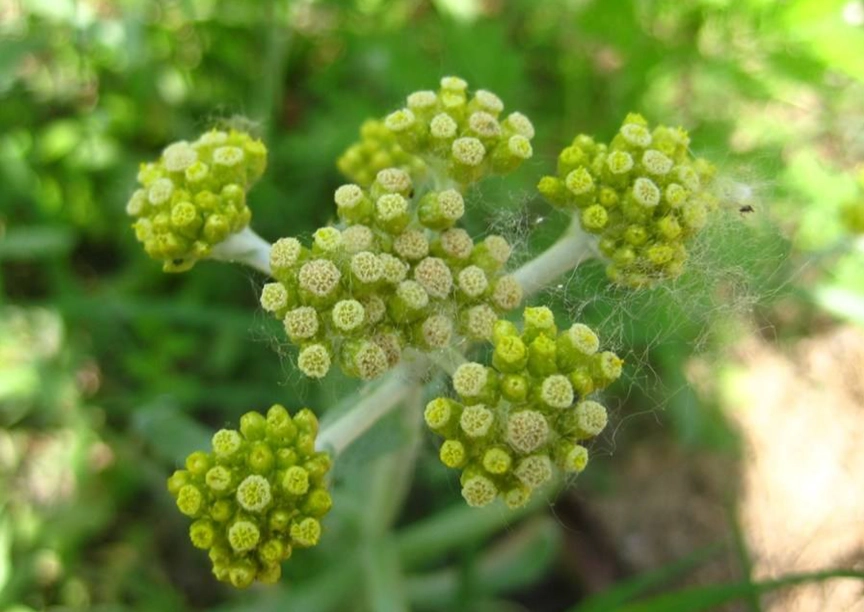 鼠麴草草仔粿 鼠麴草草仔粿