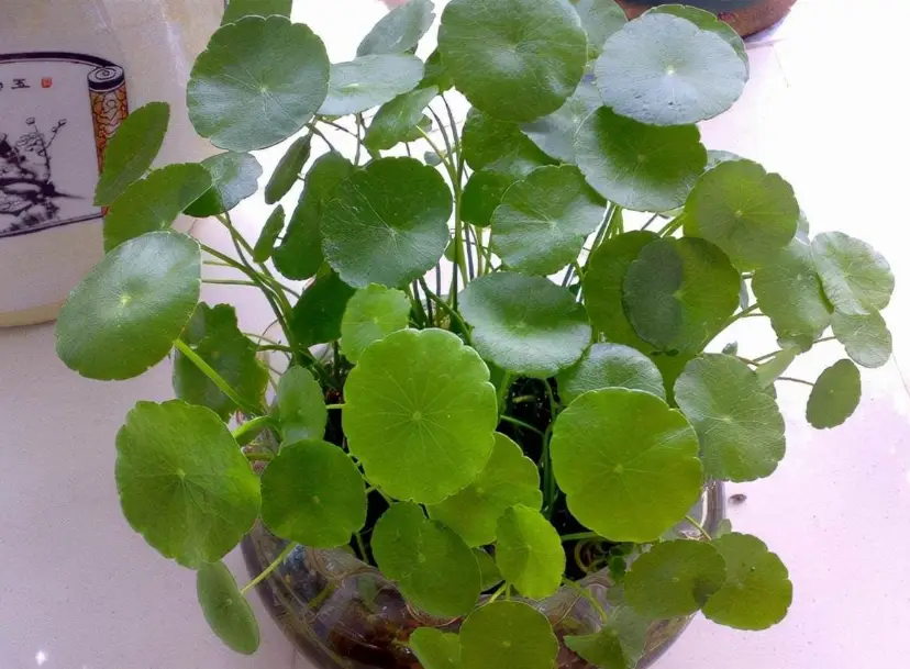 串錢草禁忌 串錢草禁忌