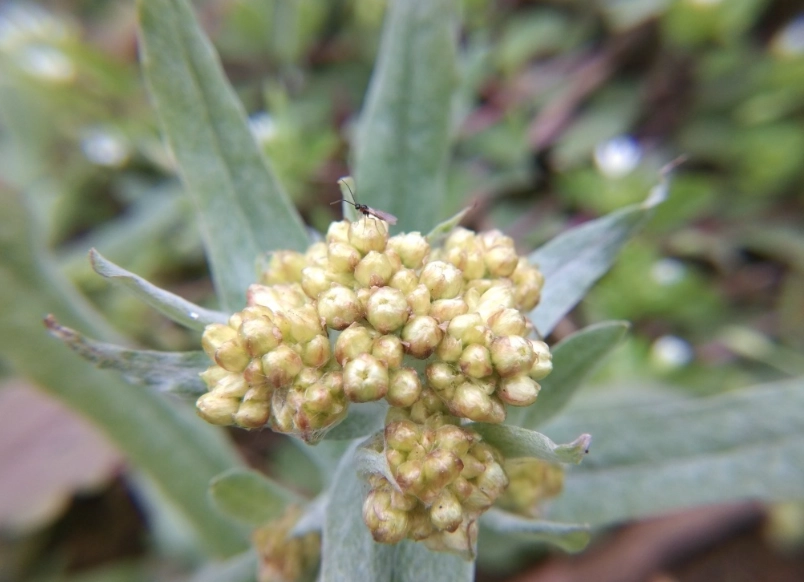 鼠麴草草仔粿 鼠麴草草仔粿