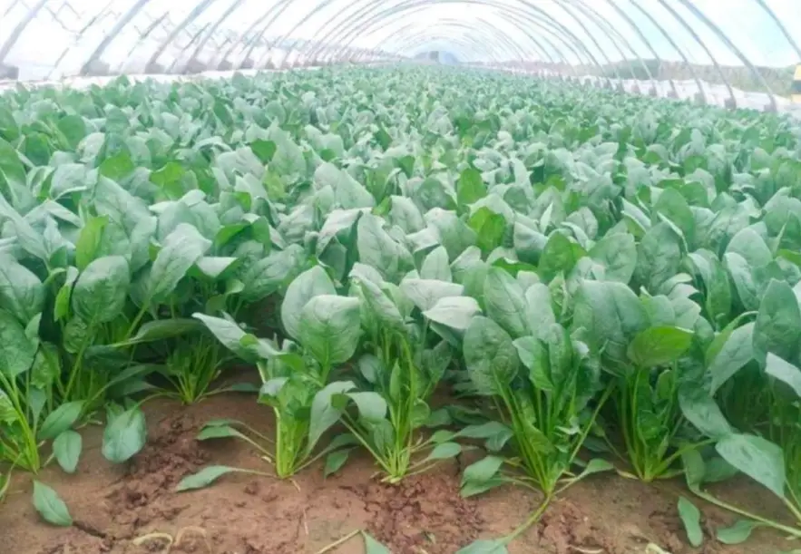 菠菜種子發芽 菠菜種子發芽