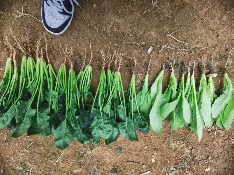 菠菜種植方法 菠菜種植方法