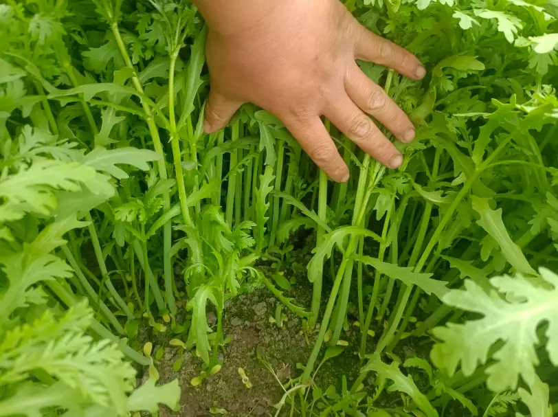 茼蒿清洗 茼蒿清洗