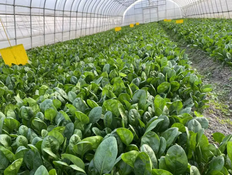 菠菜種子發芽 菠菜種子發芽
