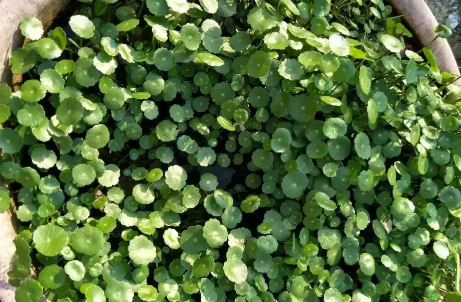 金錢草茶功效 金錢草茶功效