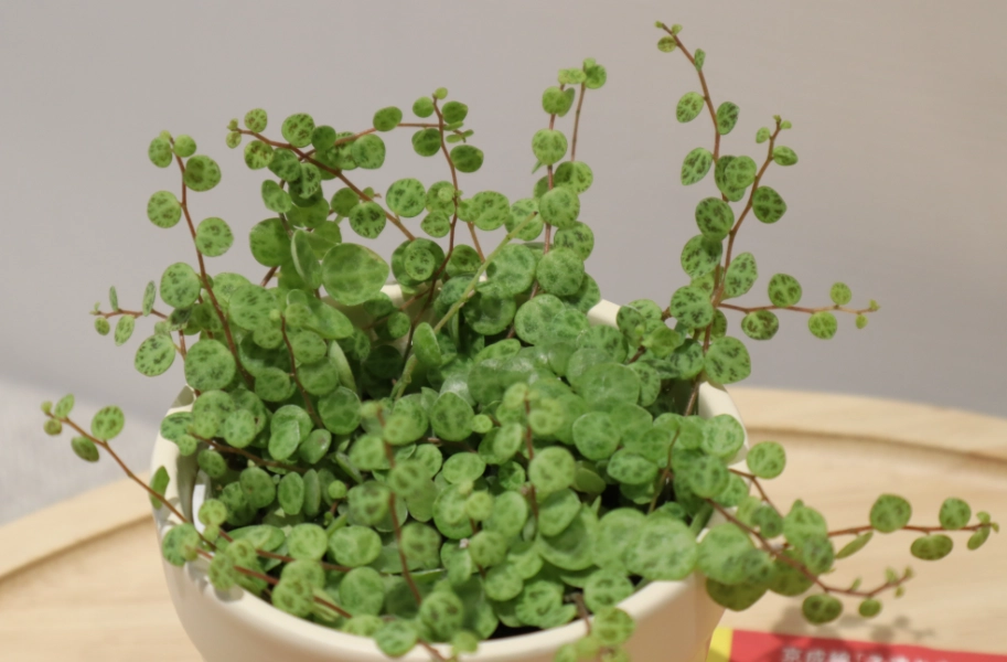 串錢草禁忌 串錢草禁忌