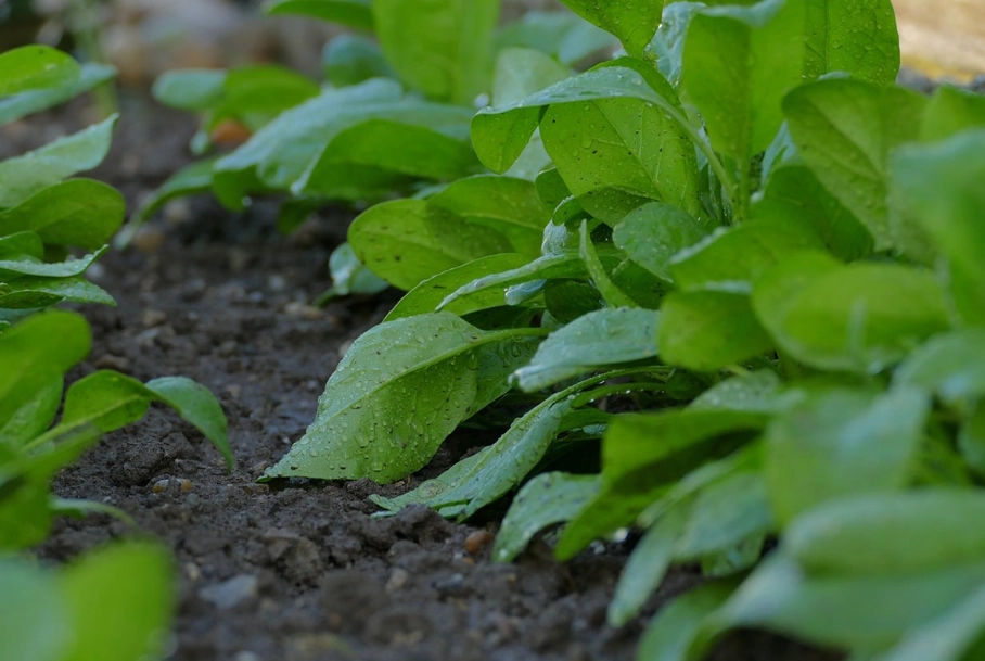 菠菜種植 菠菜種植