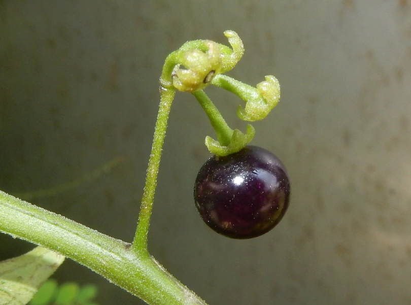 黑甜菜種植 黑甜菜種植