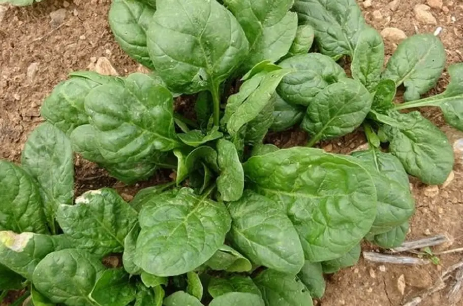菠菜抽苔 菠菜抽苔