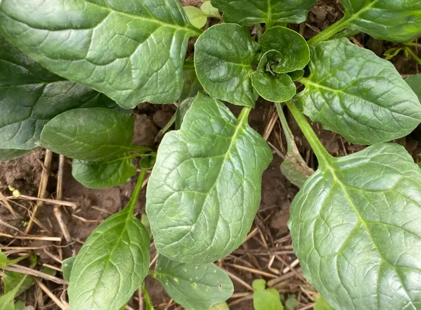 菠菜種子發芽
