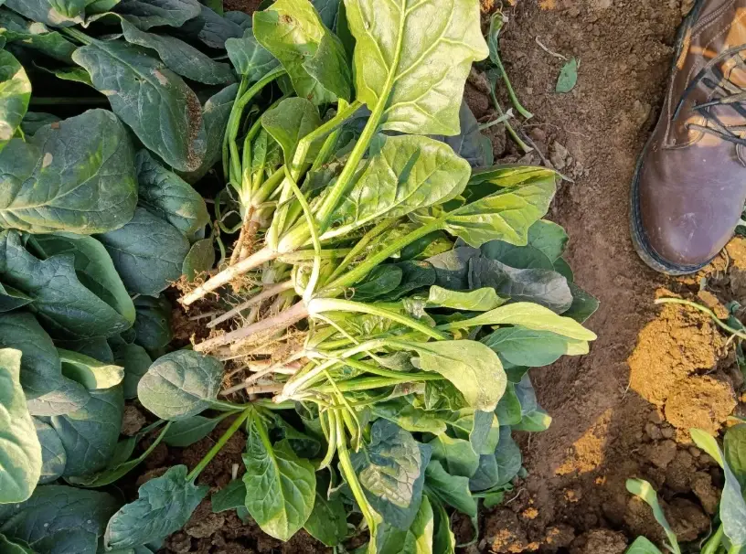 菠菜種子發芽 菠菜種子發芽