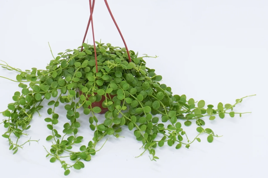 金錢草茶功效 金錢草茶功效