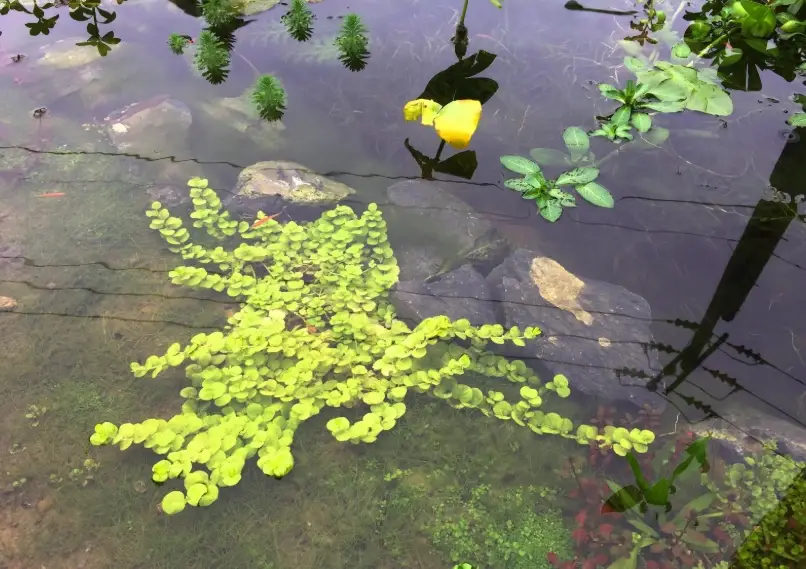 串錢草禁忌 串錢草禁忌