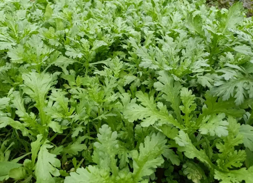 茼蒿清洗 茼蒿清洗