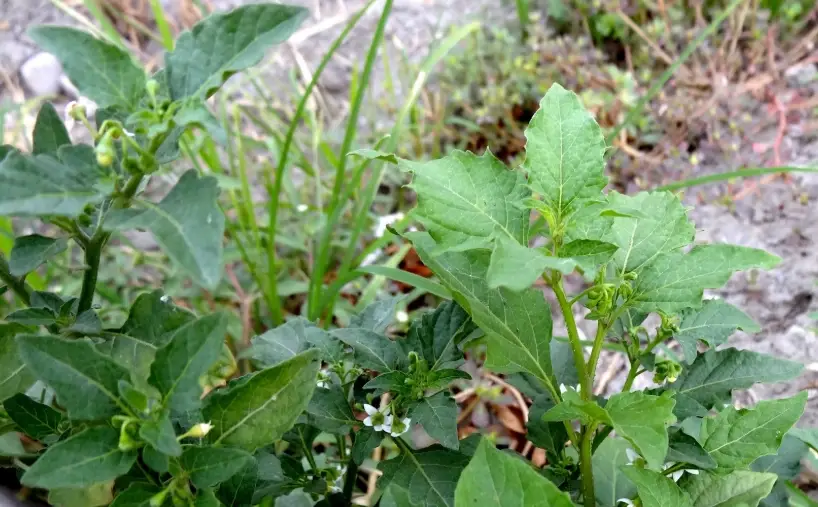 烏甜仔菜 烏甜仔菜