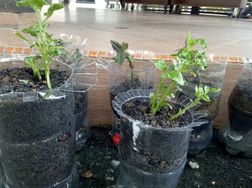 菠菜抽苔 菠菜抽苔