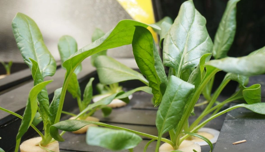 菠菜種植方法 菠菜種植方法