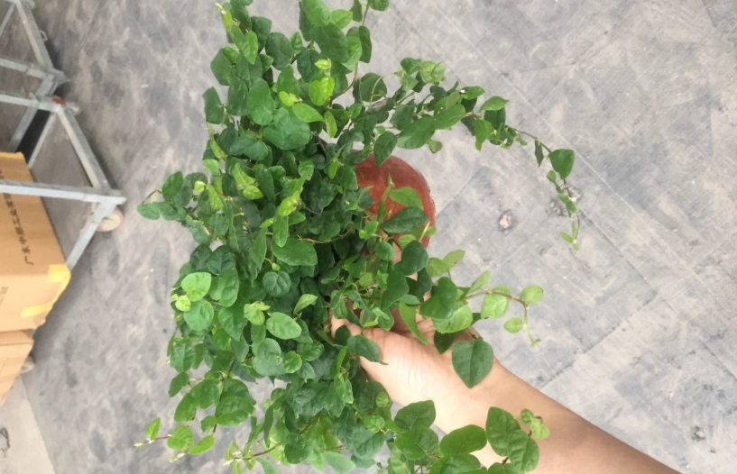 薜荔愛玉差別