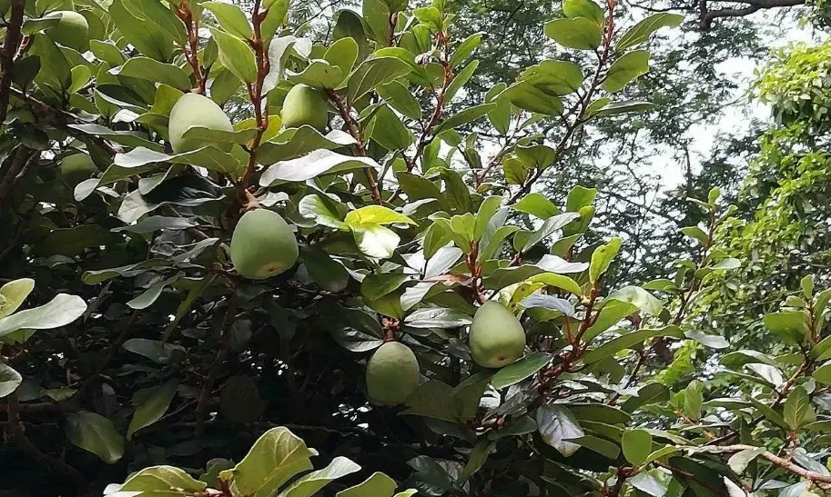 薜荔扦插 薜荔扦插