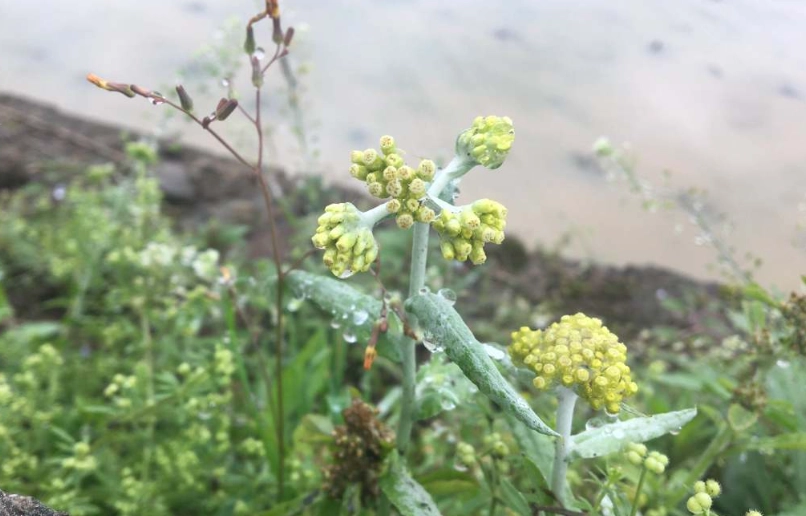 鼠麴草 鼠麴草