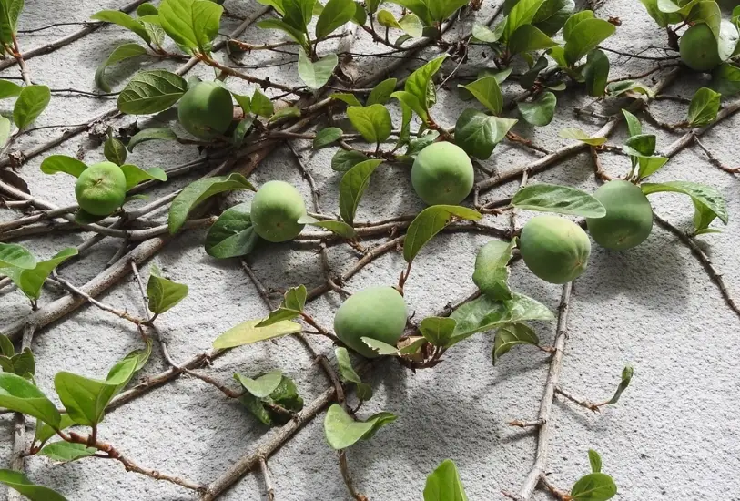 愛玉嫁接 愛玉嫁接