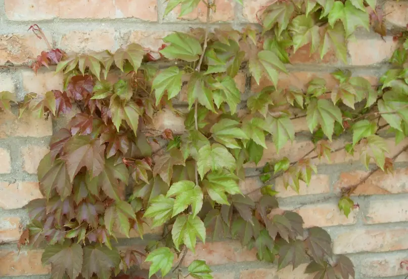 爬山虎種子發芽 爬山虎種子發芽