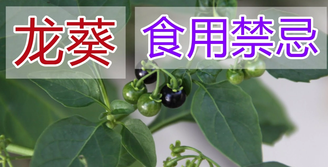 龍葵鹼中毒症狀 龍葵鹼中毒症狀