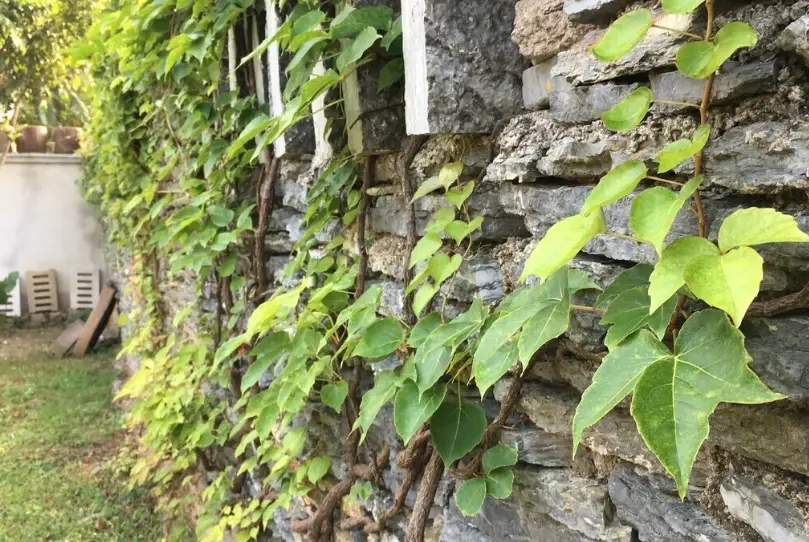 爬山虎種子發芽 爬山虎種子發芽