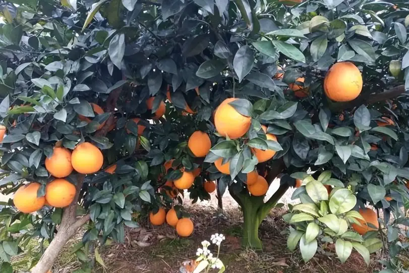 鉀肥時機 鉀肥時機
