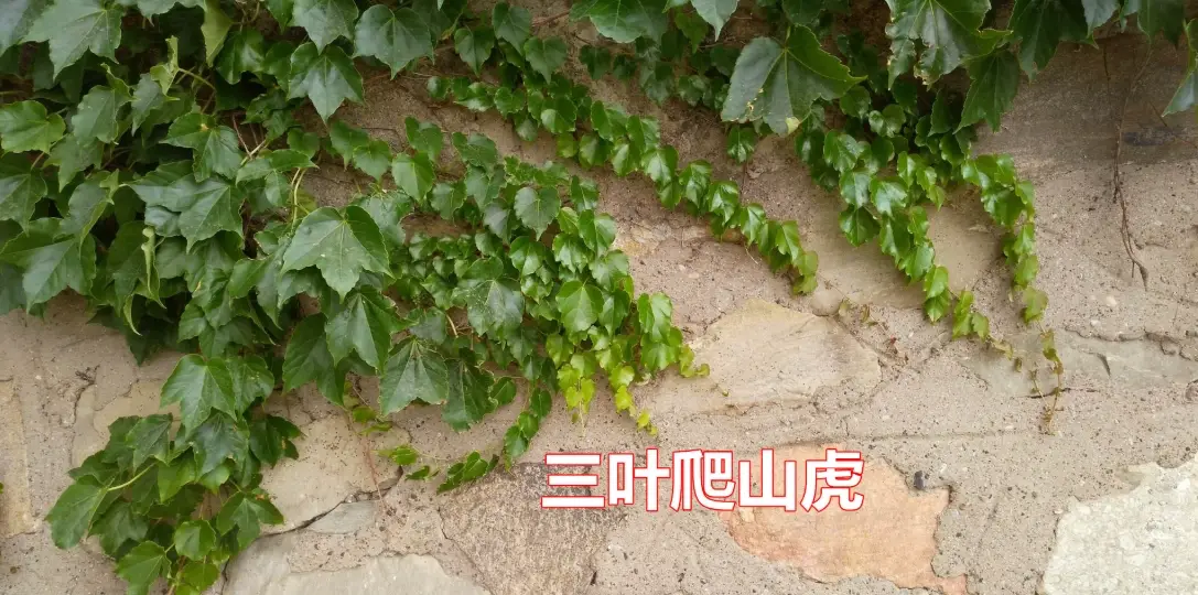 爬山虎種子發芽 爬山虎種子發芽