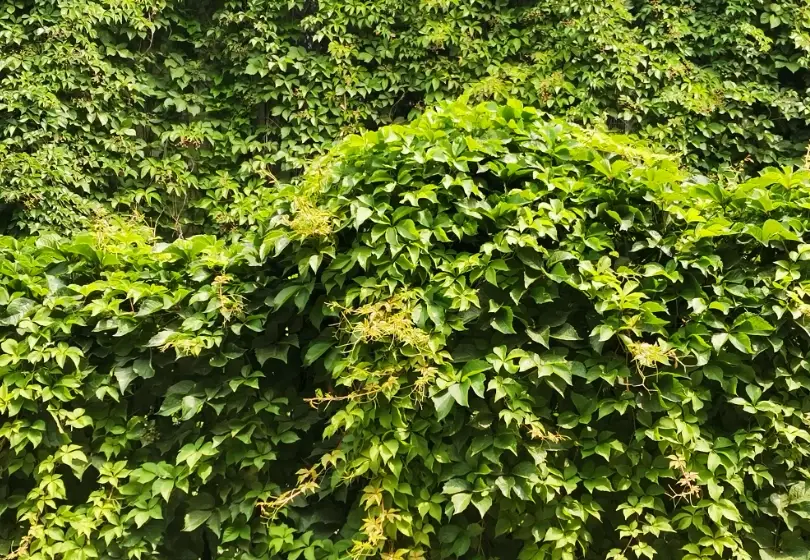 爬山虎種子發芽 爬山虎種子發芽