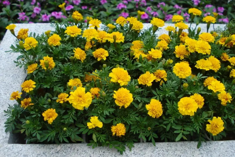 孔雀草功效