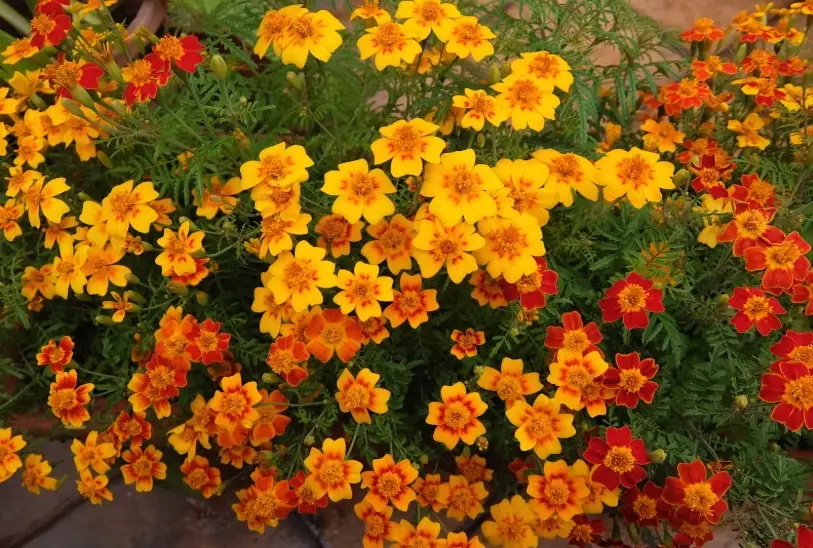 孔雀草驅蟲