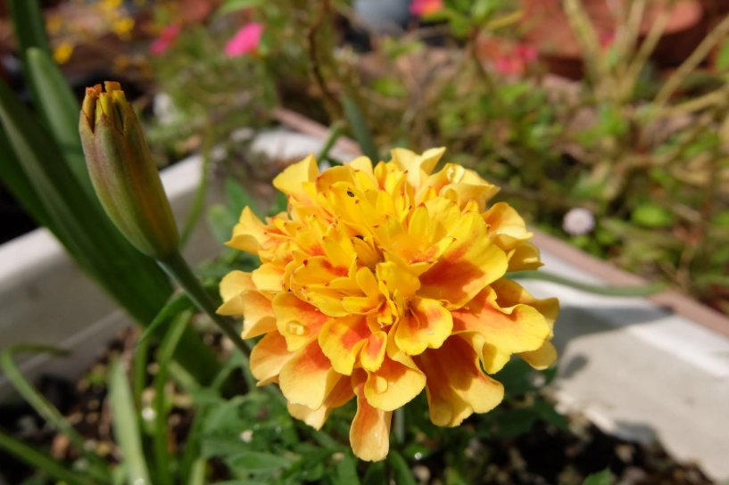 孔雀草不開花 孔雀草不開花